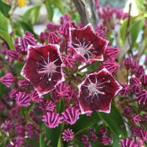 May 31st, 2026 "Mountain Laurel Tour" - Sunday, 11AM