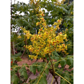 Koelreuteria paniculata 'Beach Master' - Beach Master Golden Rain Tree