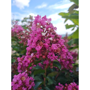 Lagerstroemia x 'Peppermint Mocha' PP32224 - Peppermint Mocha Crapemyrtle