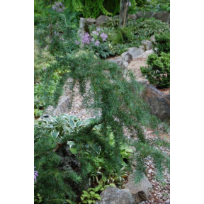 Larix kaempferi 'Diana' - Diana Japanese Larch 