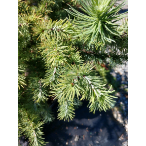 Larix kaempferi 'Grey Pearl' - Grey Pearl Japanese Larch