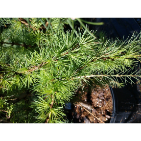 Larix laricina 'Lanarck' - Lanarck Eastern Larch