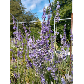 Lavandula x intermedia 'Phenomenal' PP 24193 - Phenomenal Lavender