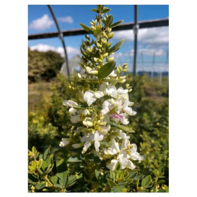 Lespedeza thunbergii 'Alba' - White Flowered Bush Clover