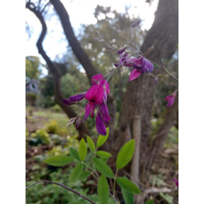 Lespedeza thunbergii 'Little Volcano' - Little Volcano Bush Clover