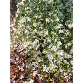 Lespedeza thunbergii 'White Fountain' - White Fountain Bush Clover
