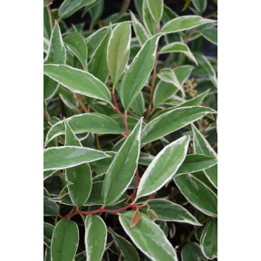 Leucothoe fontanesiana 'White Water' - White Water Drooping Leucothoe