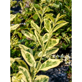 Ligustrum x ibolium 'Quackin' Happy Moondrops' - Quackin' Happy Moondrops Variegated Privet