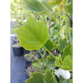 Liriodendron tulipifera 'Little Volunteer' PP 19581 - Little Volunteer Tulip Tree