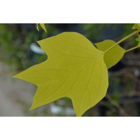 Liriodendron tulipifera 'Glen Gold' - Glen Gold Tulip Tree