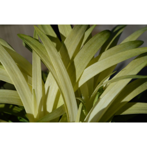 Liriope muscari 'Okina' - Okina Monkey Grass