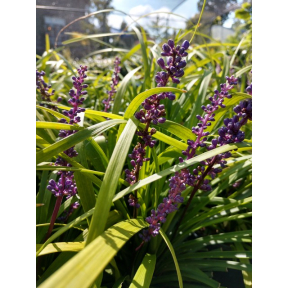 Liriope spicata 'Peter's Pick' - Peter's Pick Creeping Liriope