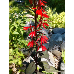 Lobelia cardinalis 'Black Truffle' PP 25687 - Black Truffle Cardinal Flower