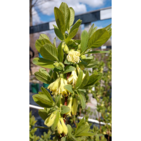 Lonicera caerulea - Honeyberry