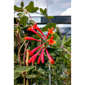 Lonicera sempervirens 'Major Wheeler' - Major Wheeler Trumpet Honeysuckle