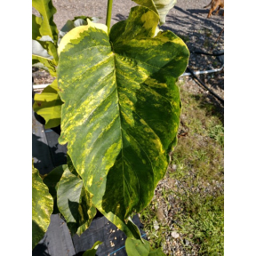 Magnolia acuminata 'Ellen' - Ellen Cucumber Tree Magnolia