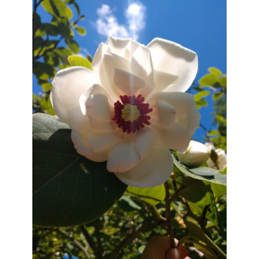 Magnolia sieboldii 'Harold Epstein' - Harold Epstein Oyama Magnolia