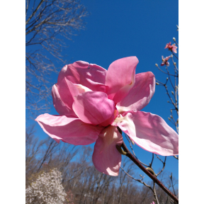 May 3rd, 2026 "Magnolia & Other Spring Bloomers Tour" - Sunday, 11AM