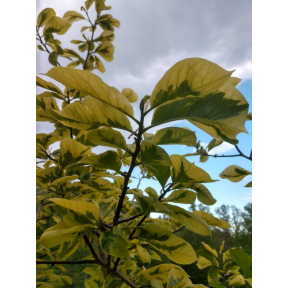 Magnolia x 'Fancy Dude' - Fancy Dude Magnolia