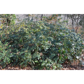 Mahonia japonica - Mahonia