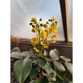 Mahonia pinnata ssp. insularis 'Schnilemoon' - Schnilemoon Pinnate Mahonia