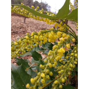 Mahonia x media 'Winter Sun' - Winter Sun Hybrid Mahonia