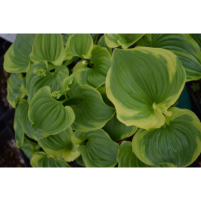 Maianthemum dilatatum 'Baby Moon' - Baby Moon False Lily of the Valley