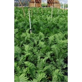 Matteuccia struthiopteris - Ostrich Fern