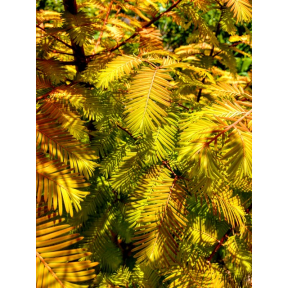Metasequoia glyptostroboides 'Featherduster’ - Featherduster Dawn Redwood