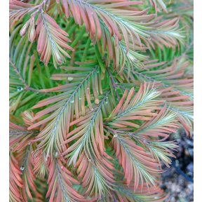 Metasequoia glyptostroboides 'Dawes Tawny Fleece' - Dawes Tawny Fleece Dawn Redwood