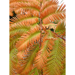 Metasequoia glyptostroboides 'Swamp Thang' - Swamp Thang Dawn Redwood