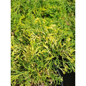 Microbiota decussata 'Carnival' - Carnival Variegated Russian Arborvitae