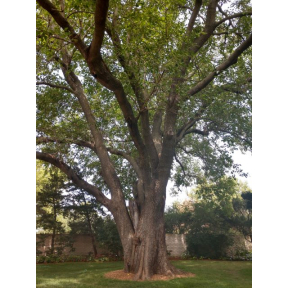 Morus alba - White Mulberry