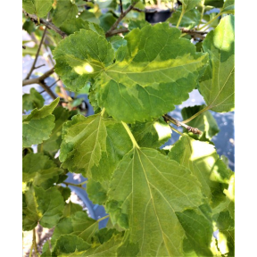 Morus alba (Silver Center) - Silver Center White Mulberry