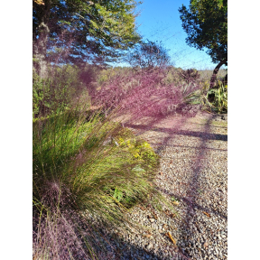 Muhlenbergia reverchonii 'Undaunted' - Undaunted Muhly Grass