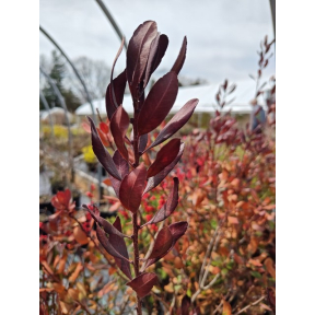 Myrica pensylvanica (Margie Mott) - Male Northern Bayberry
