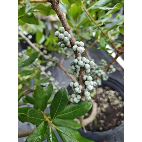 Myrica pensylvanica 'Pilgrim Lady' - Pilgrim Lady Northern Bayberry