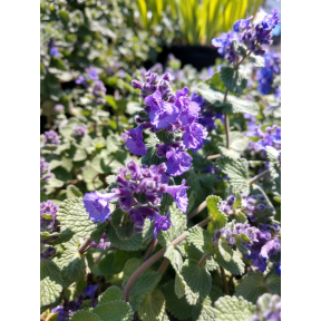 Nepeta grossheimii - Grossheim Catmint