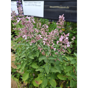 Nepeta x faassenii 'Pink Pixie' - Pink Pixie Faassen Catmint
