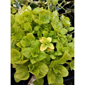 Origanum vulgare 'Aureum'  - Golden Oregano