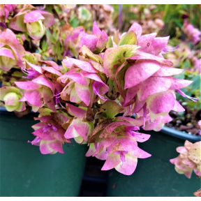 Origanum x 'Kirigami' - Kirigami Oregano