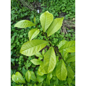 Orixa japonica 'Summer Sunshine' - Summer Sunshine Golden Japanese Orixa