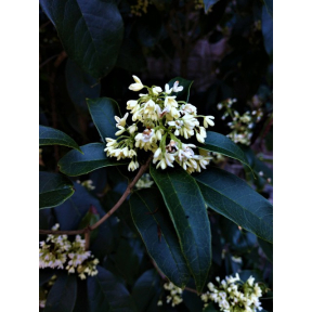 Osmanthus fragrans - Fragrant Tea Olive