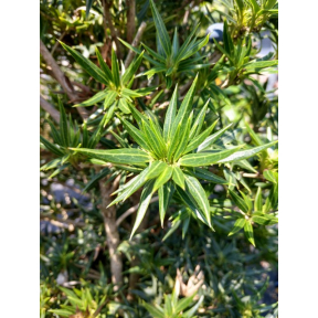 Osmanthus heterophyllus 'Hariyana' - Hariyana Holly Osmanthus 