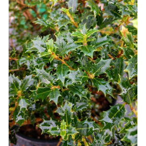 Osmanthus heterophyllus 'Kaori Hime'- Kaori Hime Holly Osmanthus 