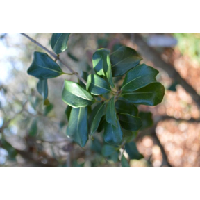 Osmanthus heterophyllus 'Rotundifolius' - Roundleaf Holly Osmanthus