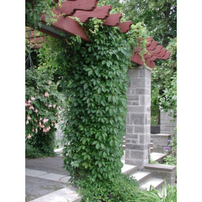 Parthenocissus quinquefolia - Virginia Creeper