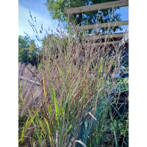 Panicum virgatum 'Heavy Metal' - Heavy Metal Switchgrass