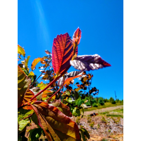 Parrotia persica 'Red October' - Red October Persian Ironwood