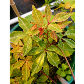 Parthenocissus henryana 'Evening Gloves' - Evening Gloves Chinese Silvervein Creeper